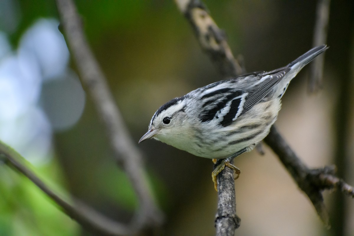 Black-and-white Warbler - Daniel Kalamarides