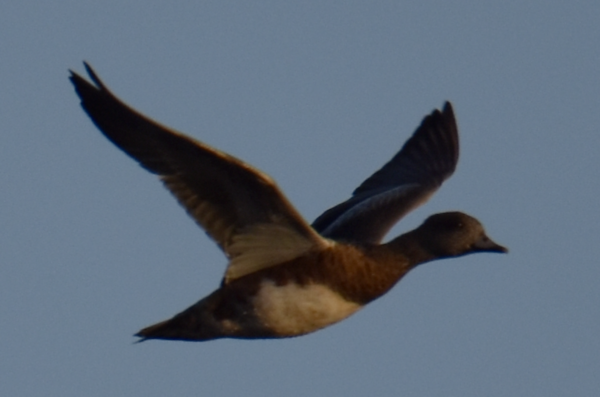 American Wigeon - ML609701591