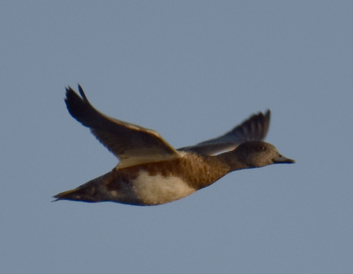 American Wigeon - ML609701592