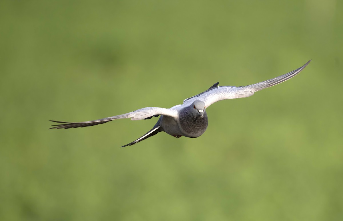 holub skalní (domácí) - ML609701619