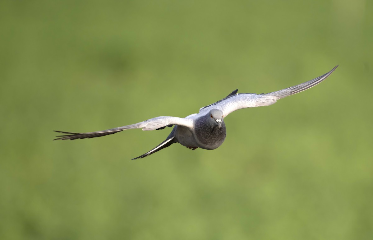 Rock Pigeon (Feral Pigeon) - Huw Roberts