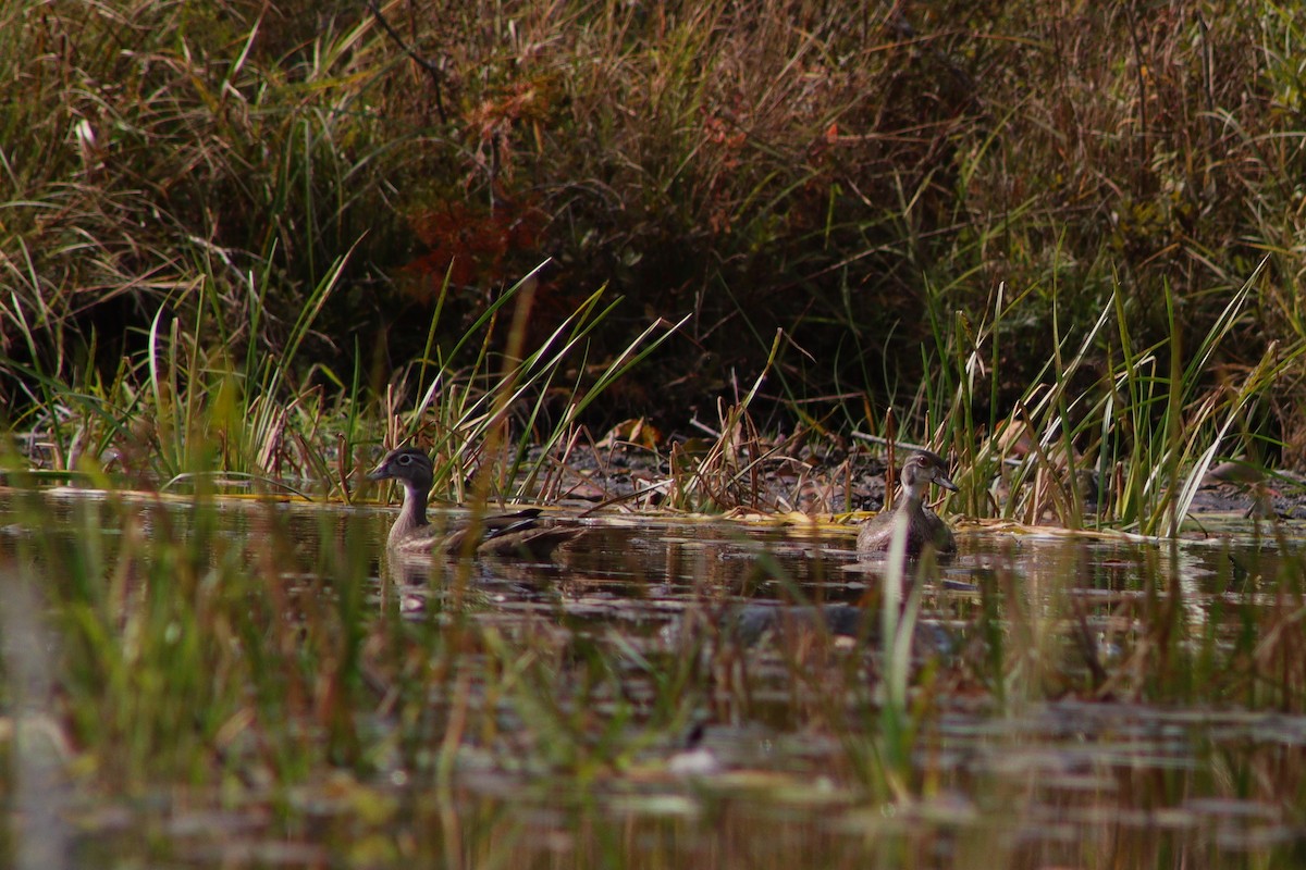 Wood Duck - ML609701656