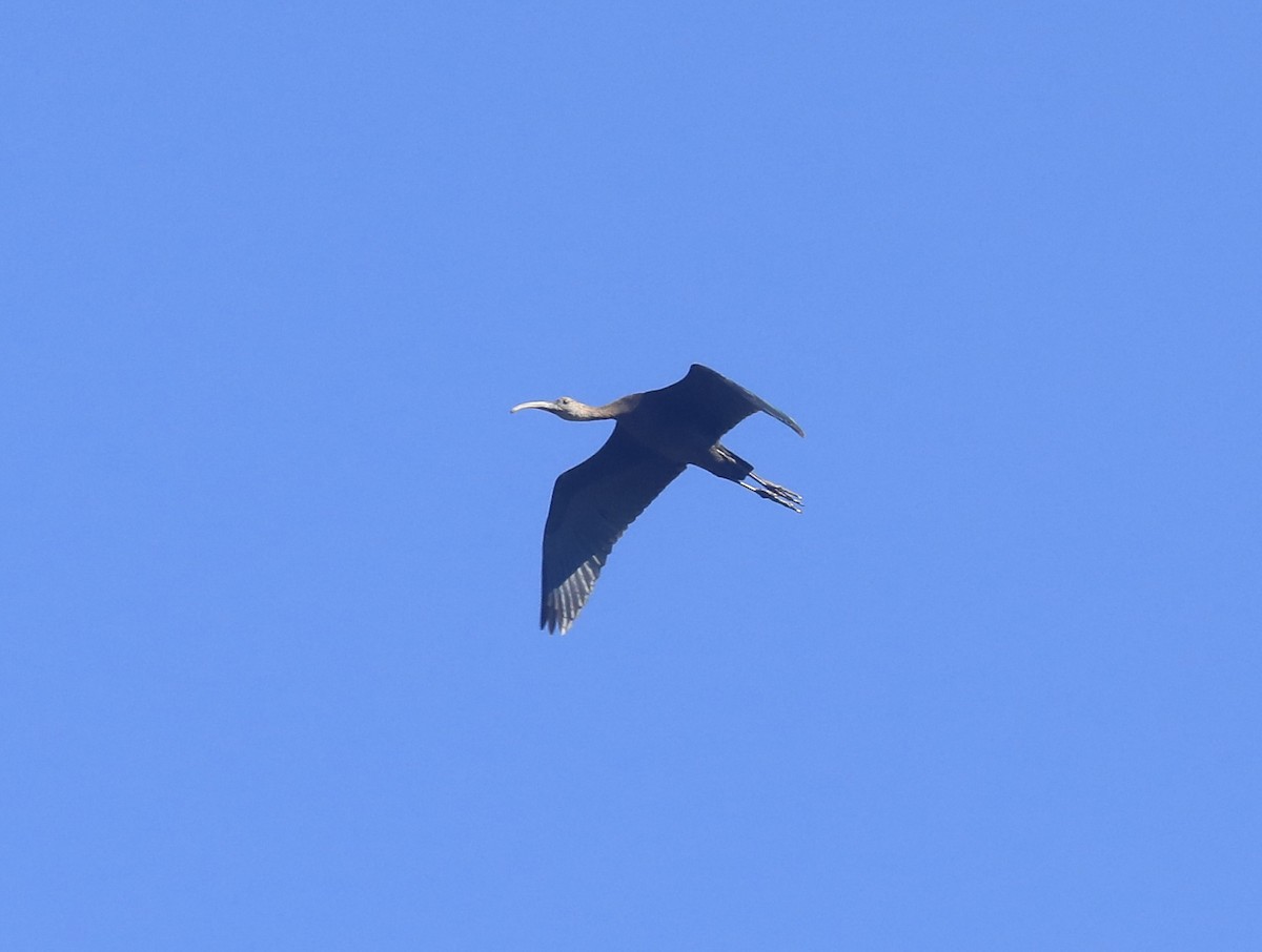 Ibis à face blanche - ML609701657