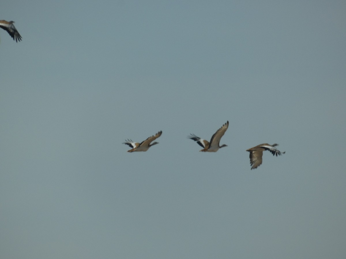 Great Bustard - Eduardo Sevilla