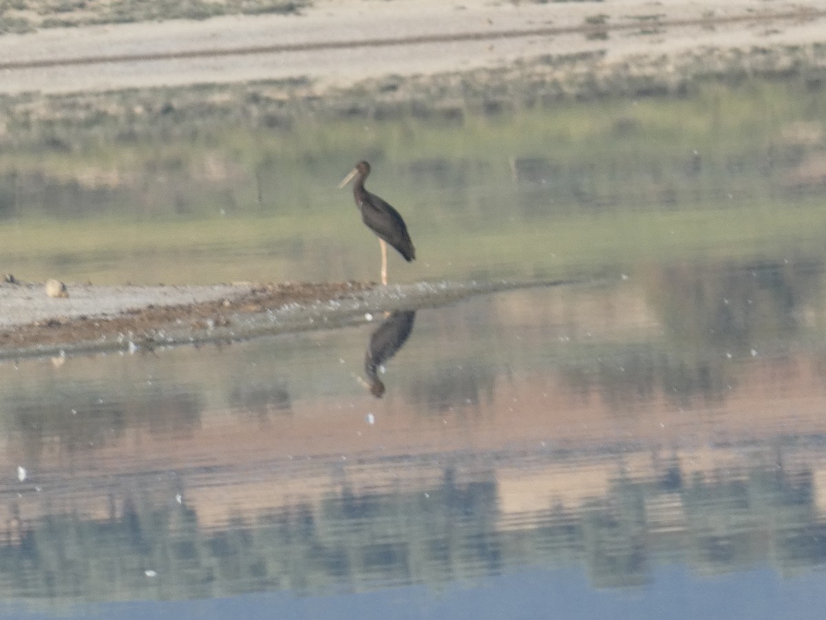 Black Stork - ML609701745