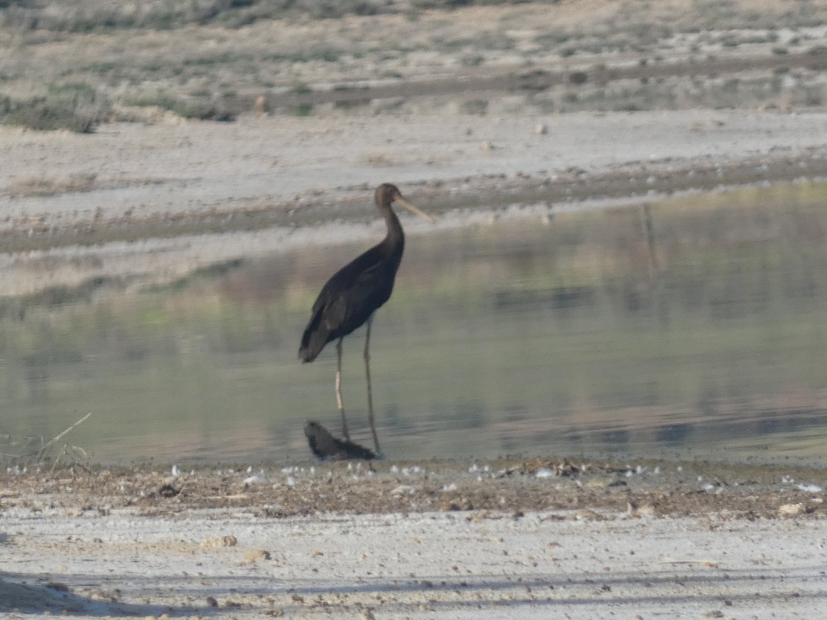 Black Stork - ML609701746