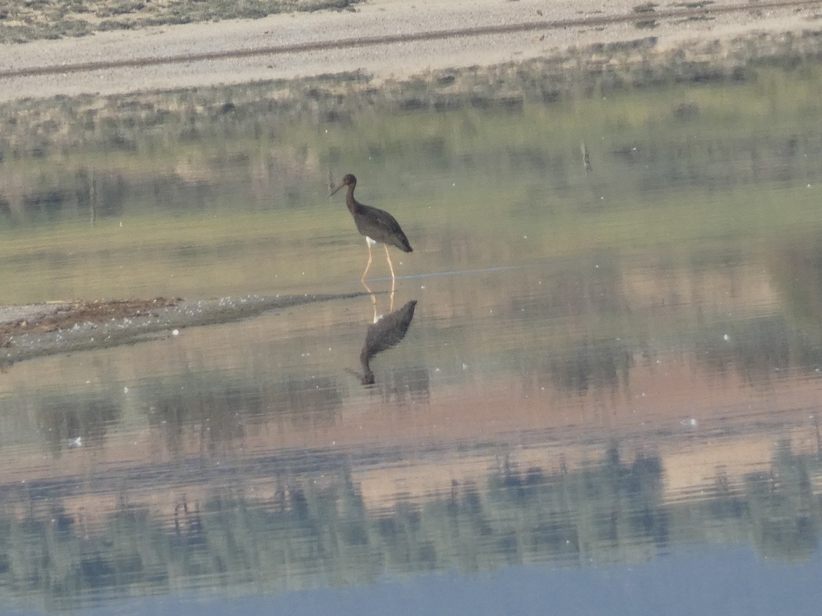 Black Stork - ML609701748