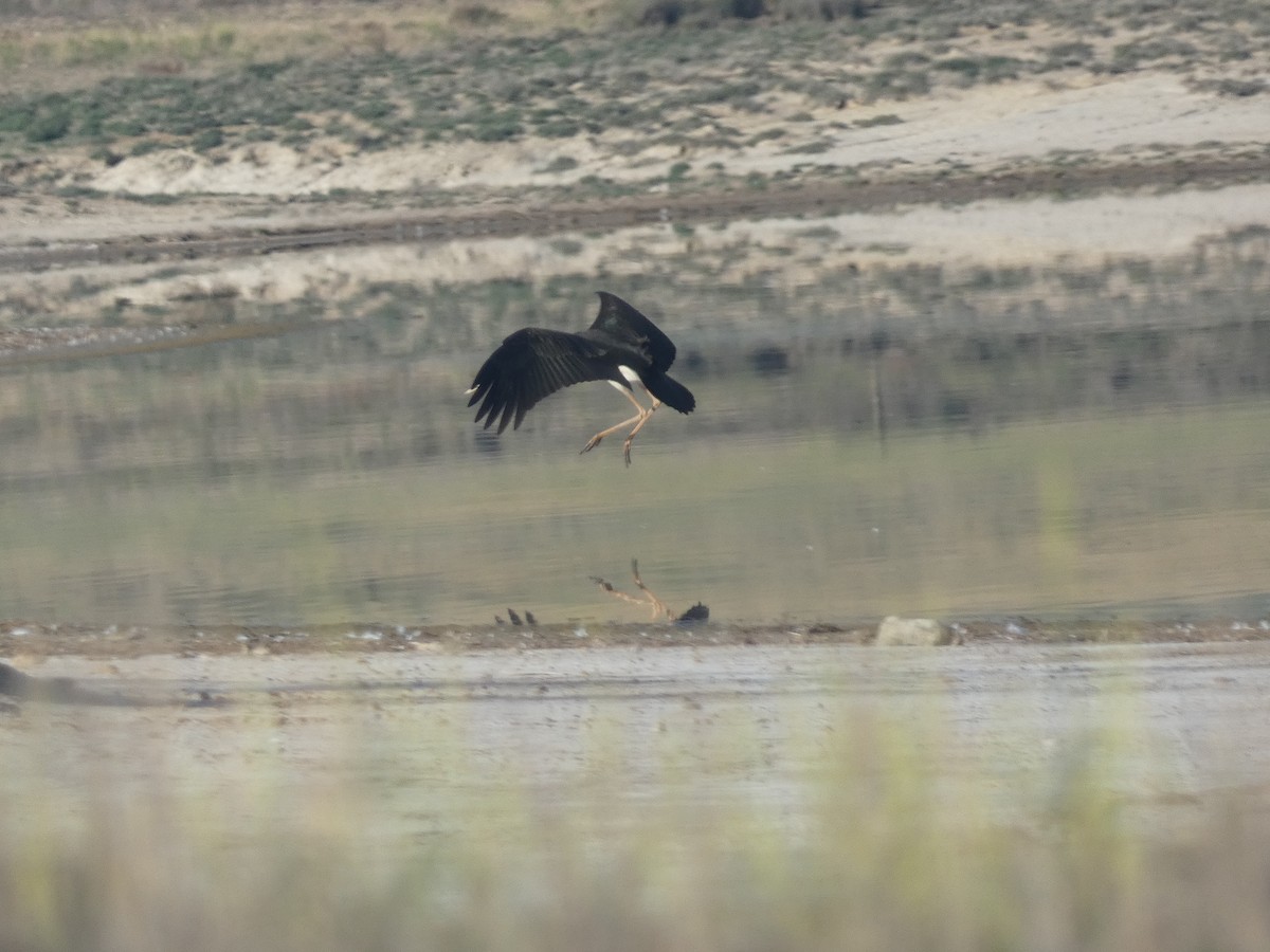 Black Stork - ML609701753