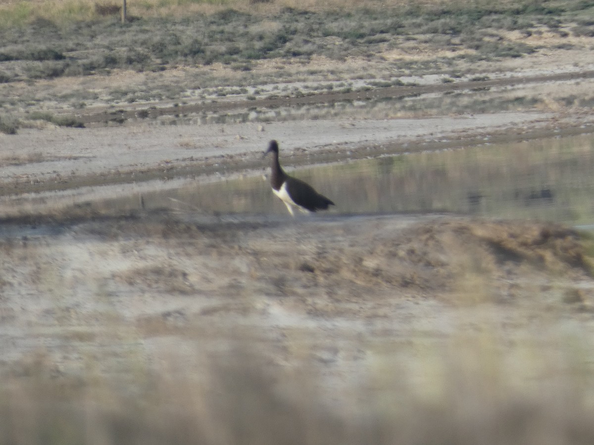 Black Stork - ML609701755