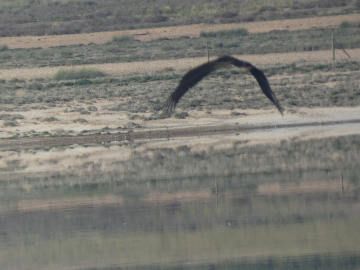 Black Stork - ML609701757