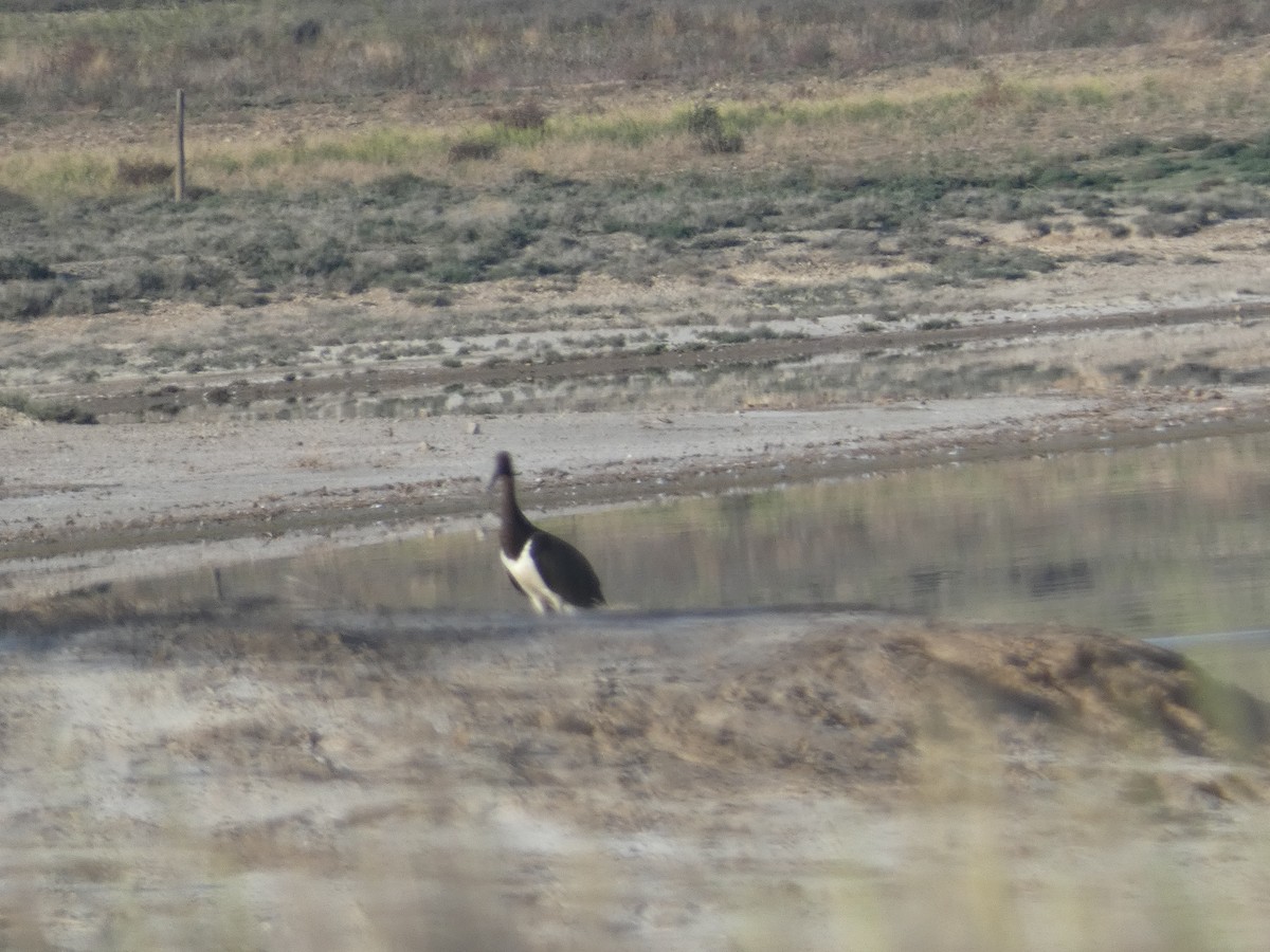 Black Stork - ML609701760