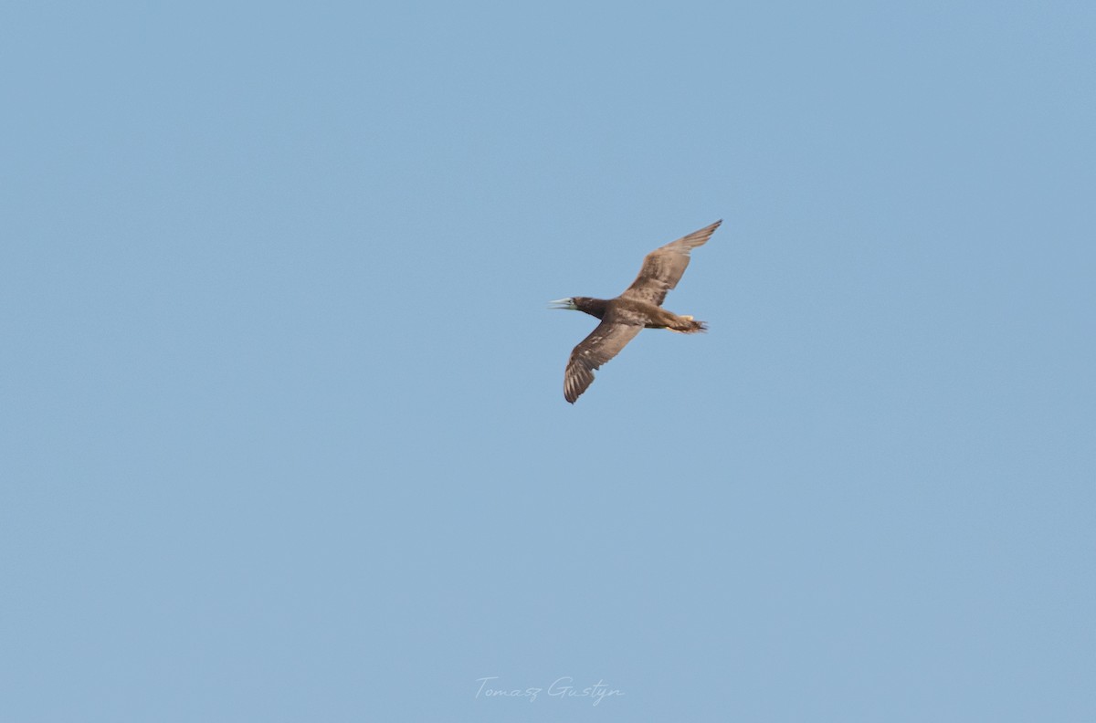 Brown Booby - ML609701769