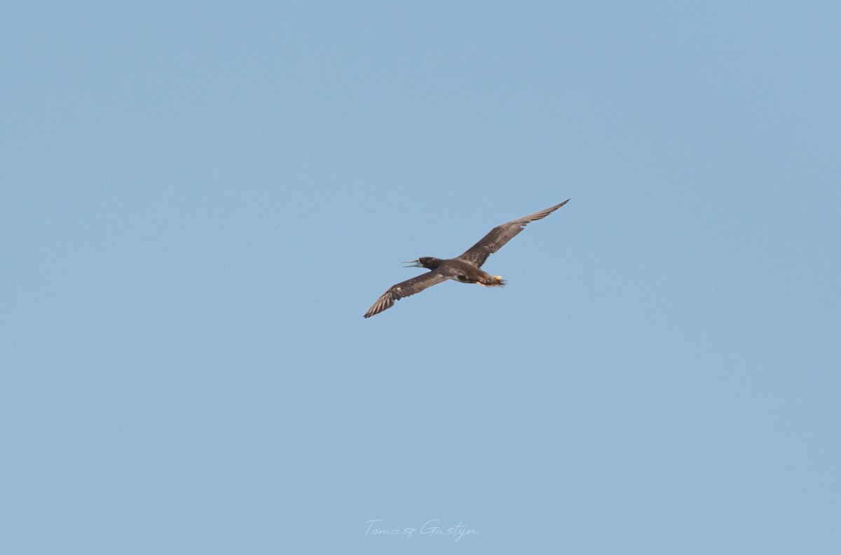 Brown Booby - ML609701771