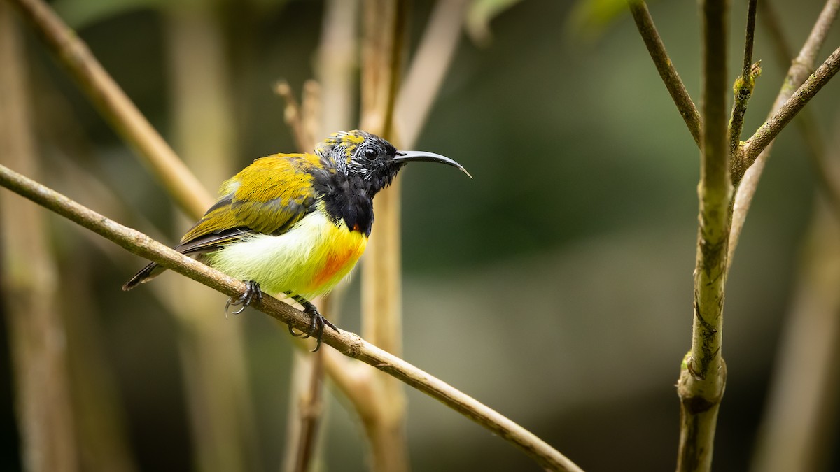 Flaming Sunbird - ML609701813