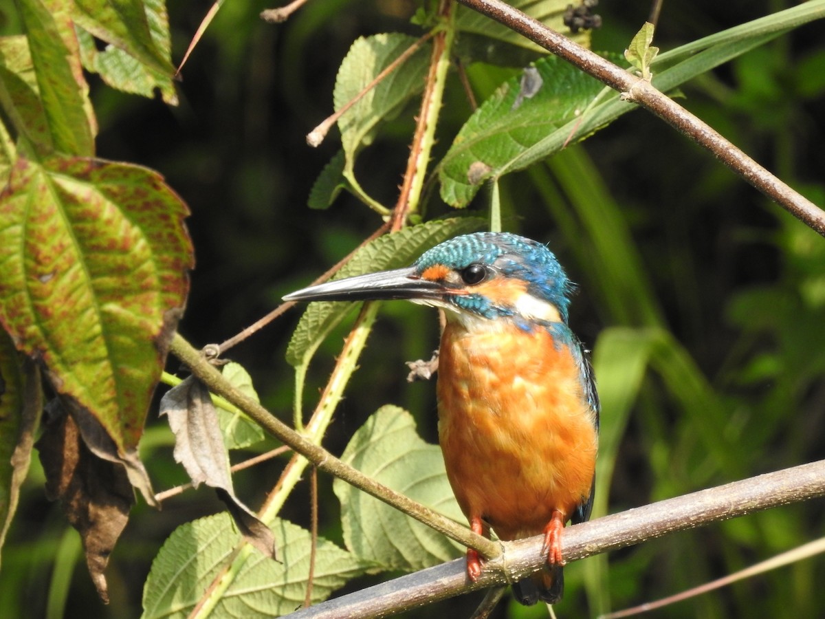 Common Kingfisher - PRIYA  AV
