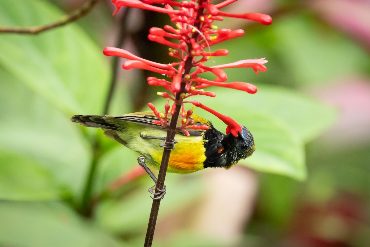 Flaming Sunbird - ML609701864