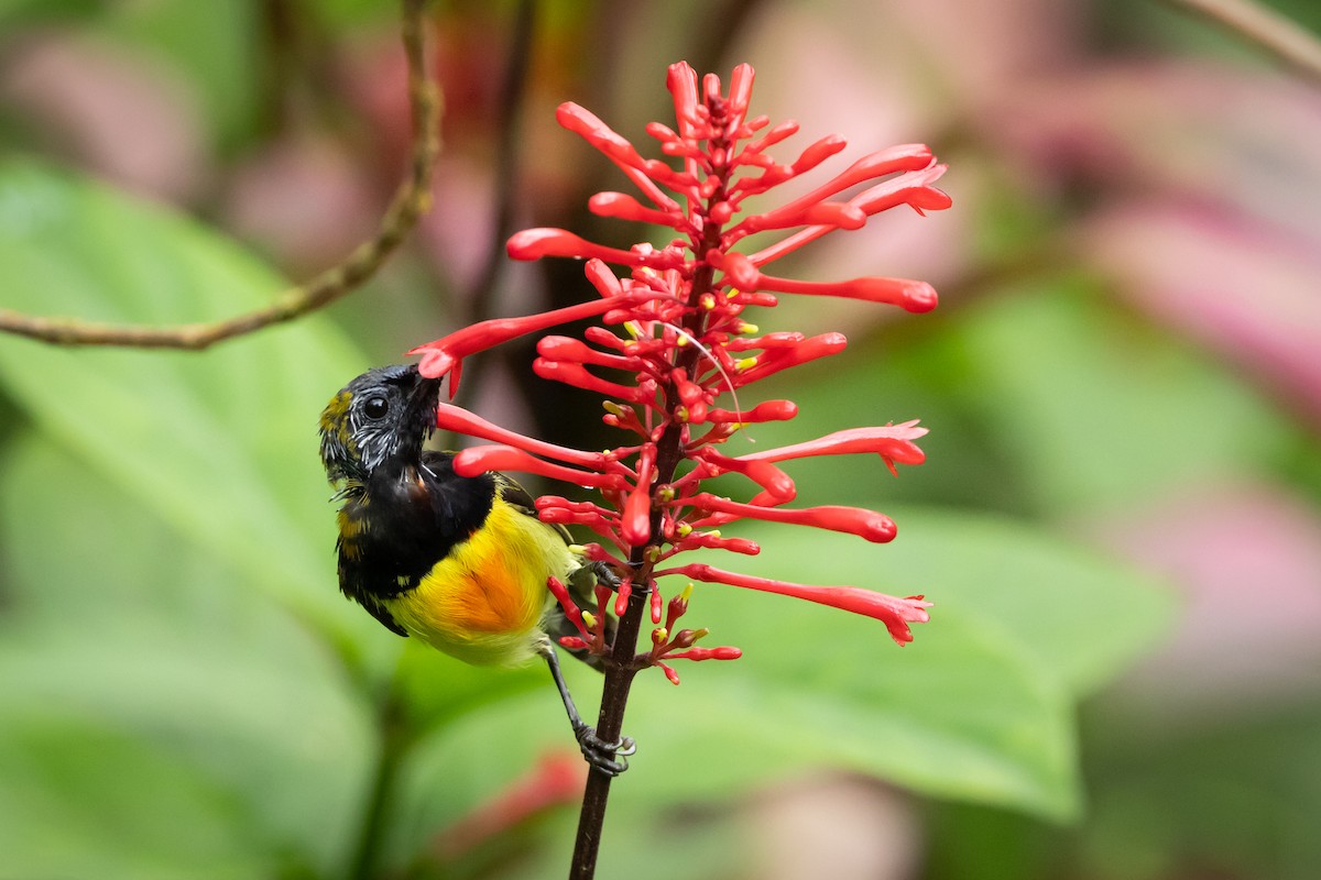 Flaming Sunbird - ML609701866