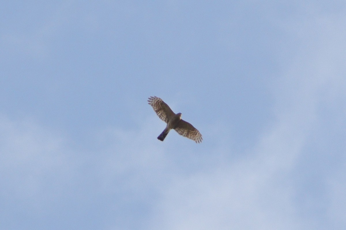 Sharp-shinned Hawk - Susanne Williams