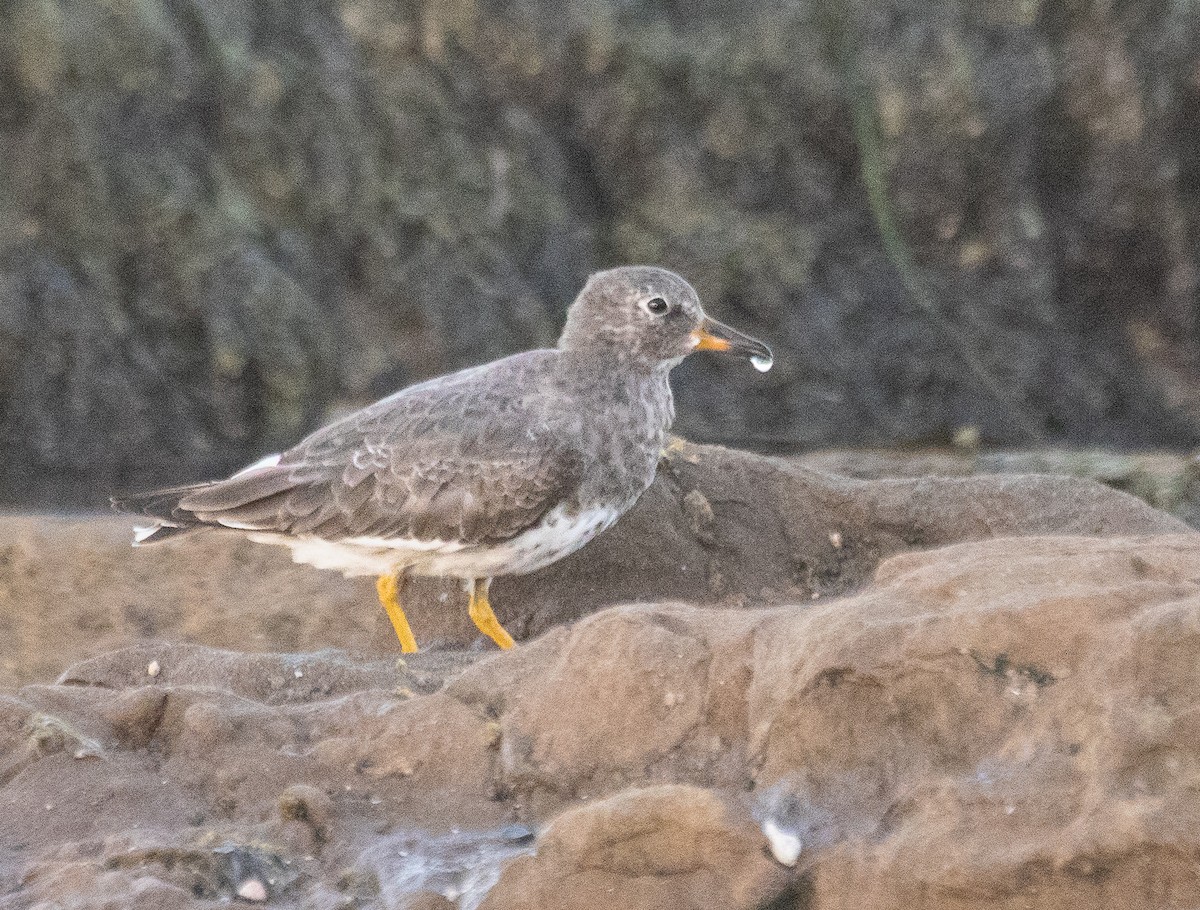 Surfbird - ML609702000