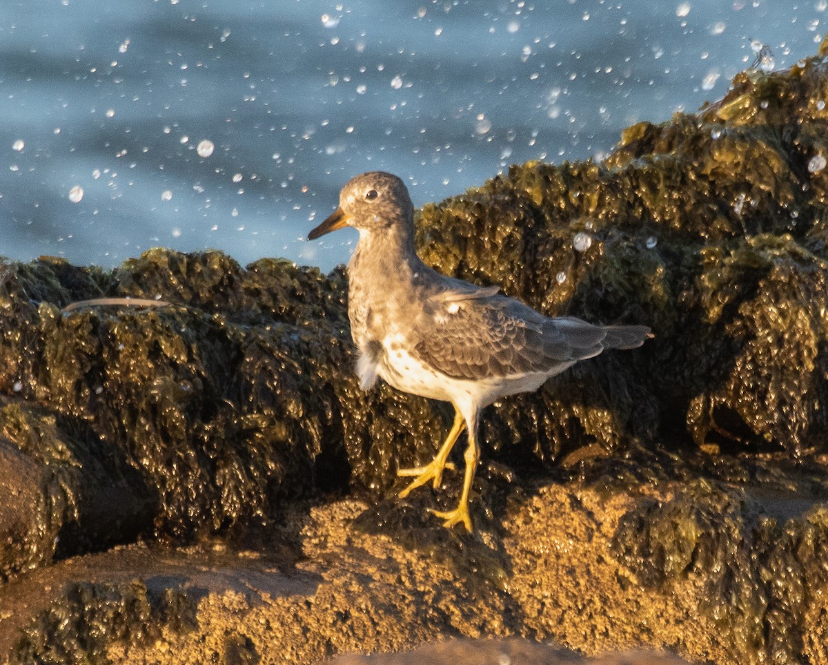 Surfbird - ML609702001