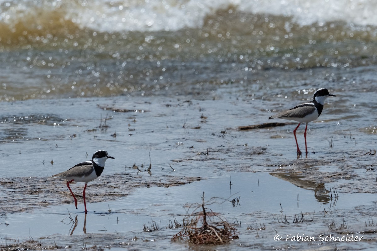 Pied Plover - ML609702015