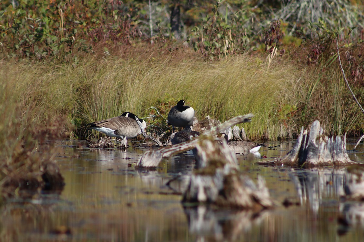 Canada Goose - Susanne Williams