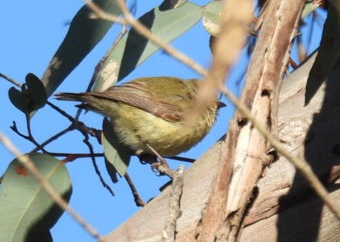 Western Thornbill - ML609702099