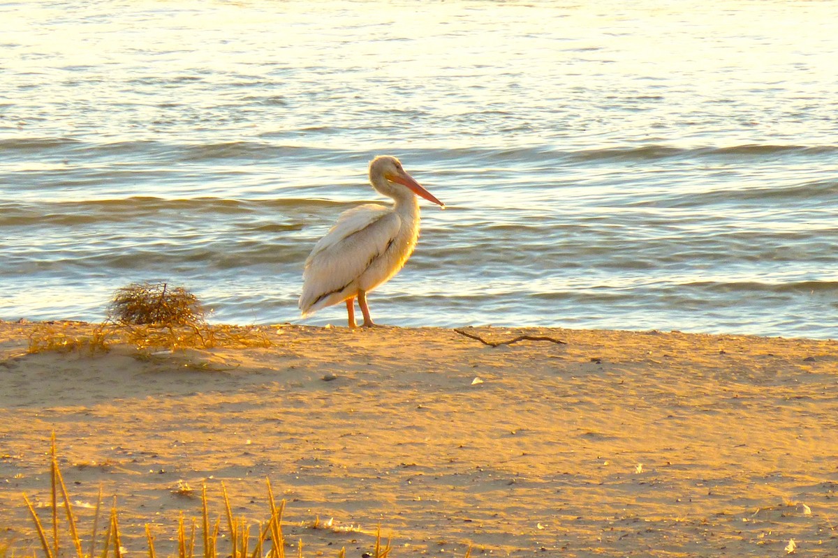 American White Pelican - ML609702110