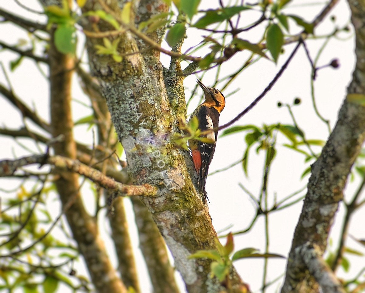 Darjeeling Woodpecker - Sayak Dolai