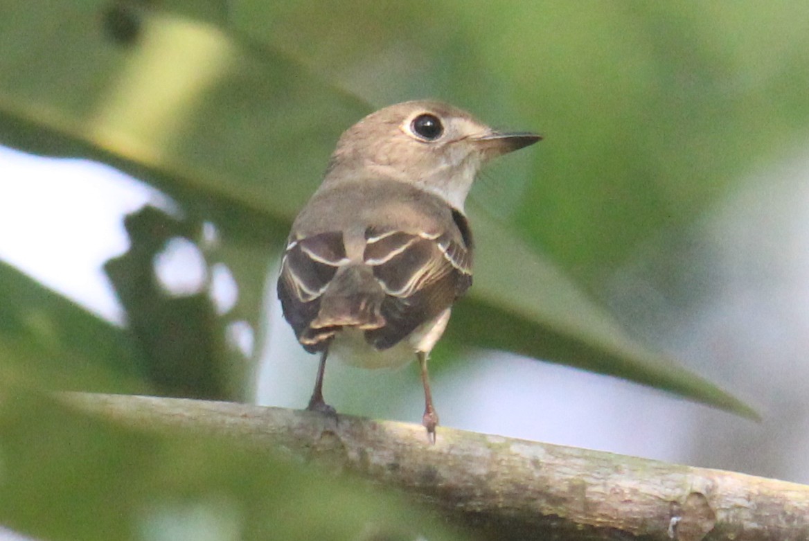 Asian Brown Flycatcher - ML609702185