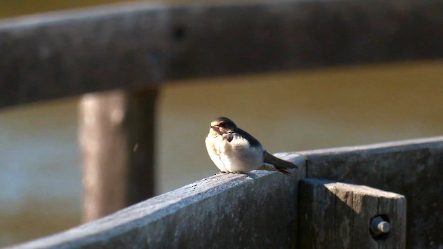 Golondrina Australiana - ML609702203