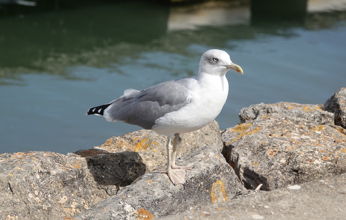 Yellow-legged Gull - TK Birder