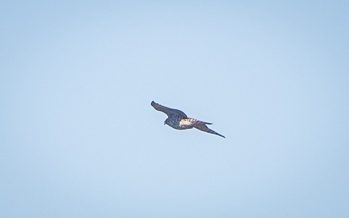 American Goshawk - ML609702354