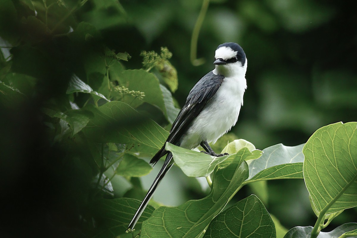 Ashy Minivet - ML609702409