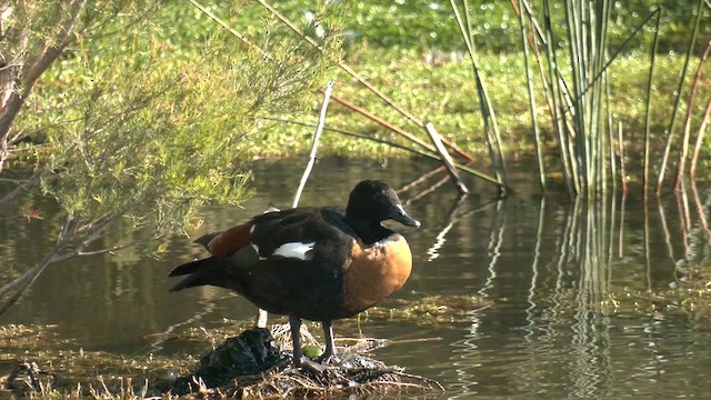 Australian Shelduck - ML609702498