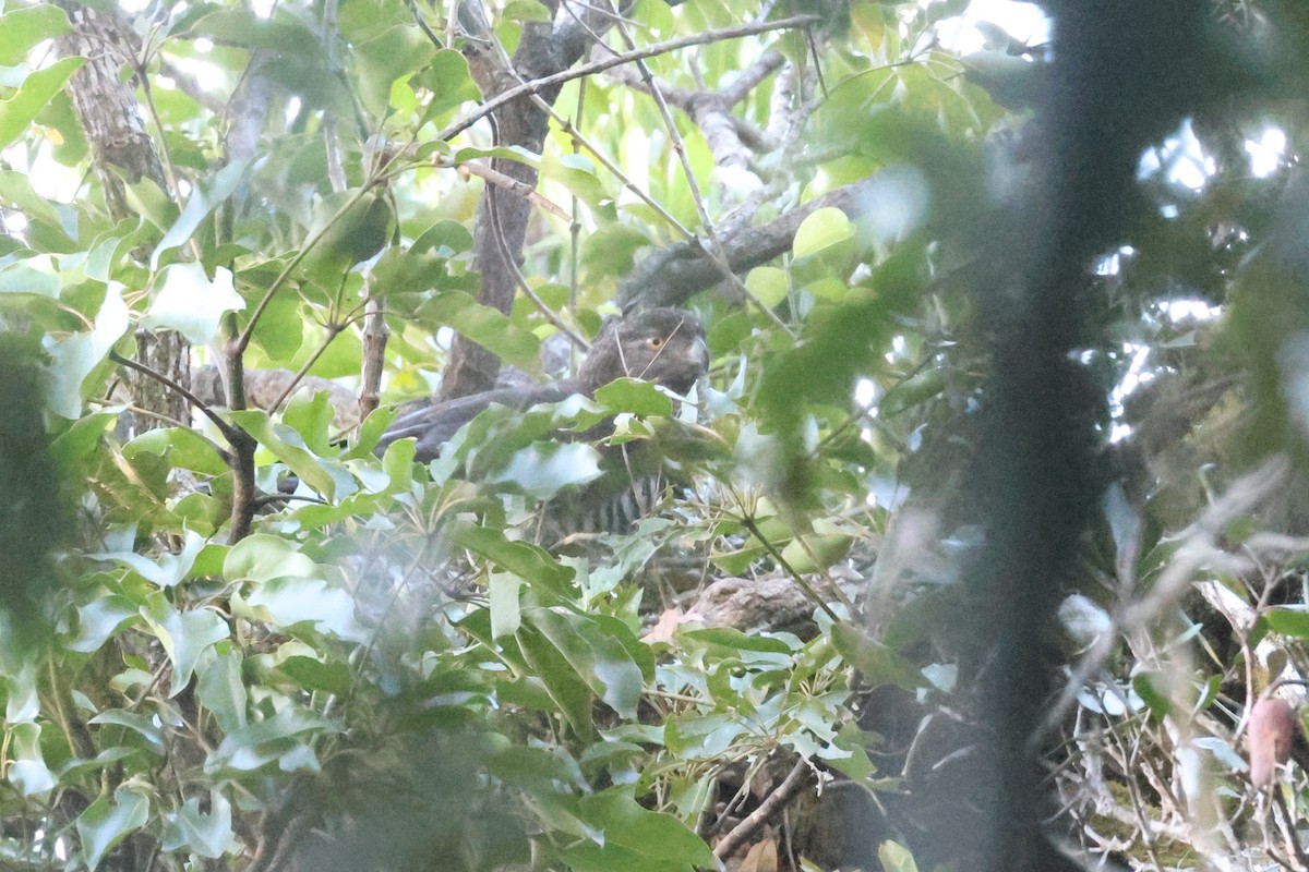 Madagascar Serpent-Eagle - ML609702533