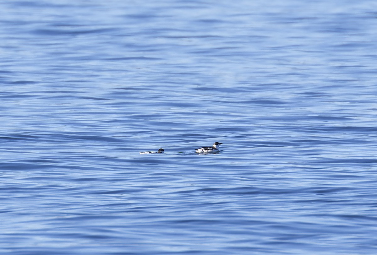 Marbled Murrelet - ML609702583