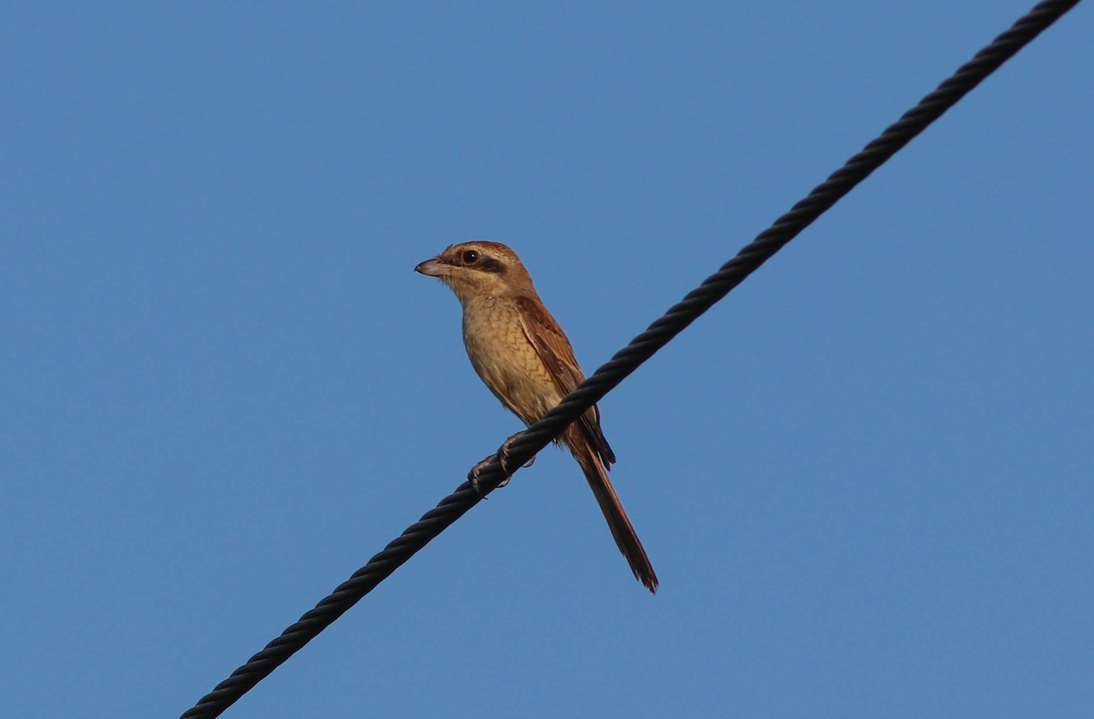 Brown Shrike - ML609702592