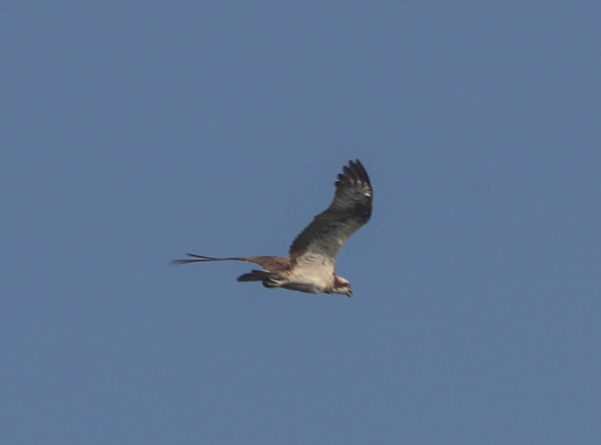 Águila Pescadora - ML609702600