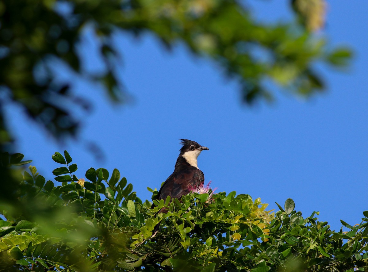 Pied Cuckoo - Samim Akhter