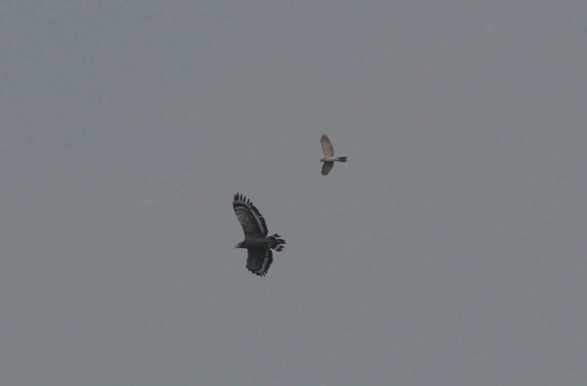 Crested Serpent-Eagle - ML609702621