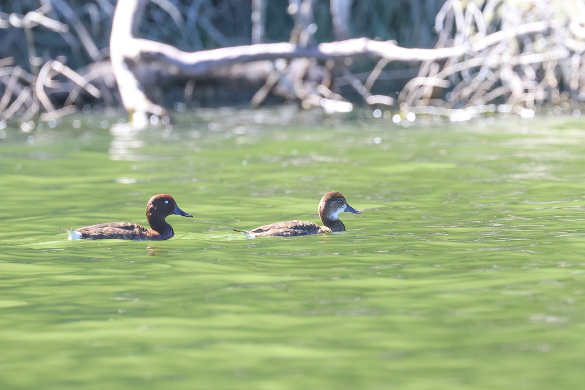 Madagascar Pochard - Evan Buechley