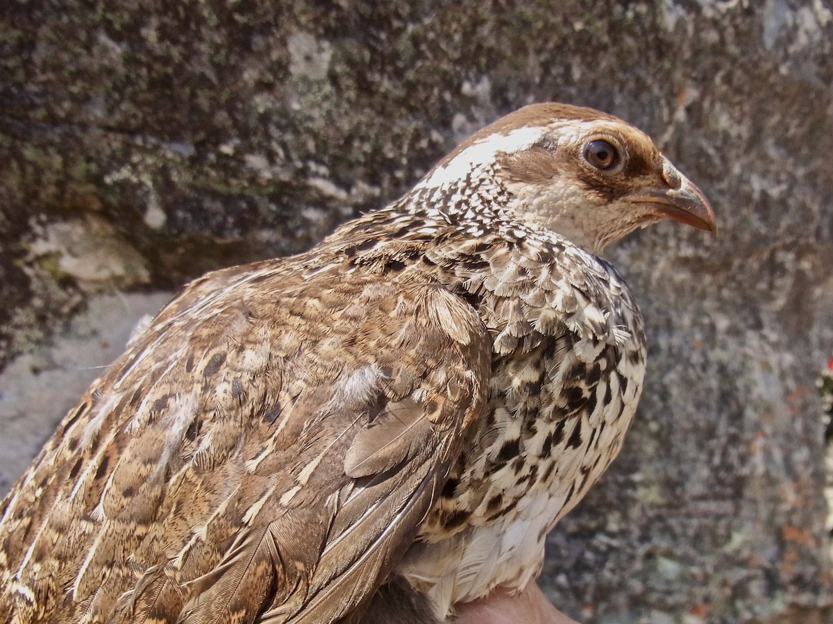 Swierstra's Spurfowl - ML609702663