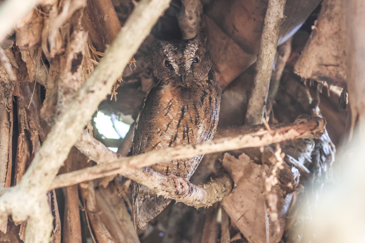 Madagascar Scops-Owl (Rainforest) - Evan Buechley