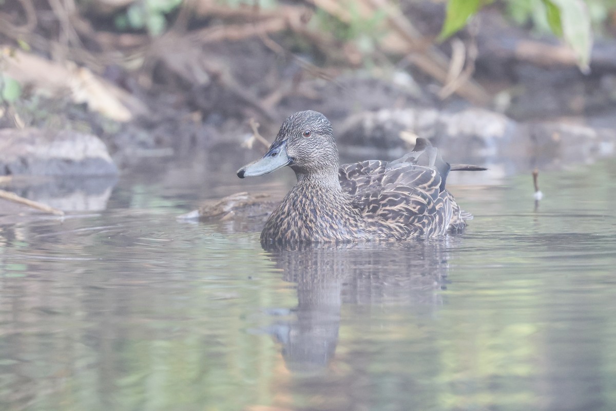 Canard de Meller - ML609702678