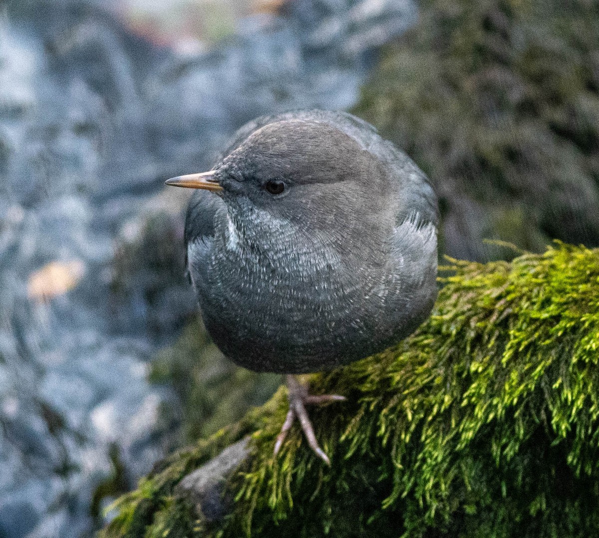 American Dipper (Northern) - ML609702697