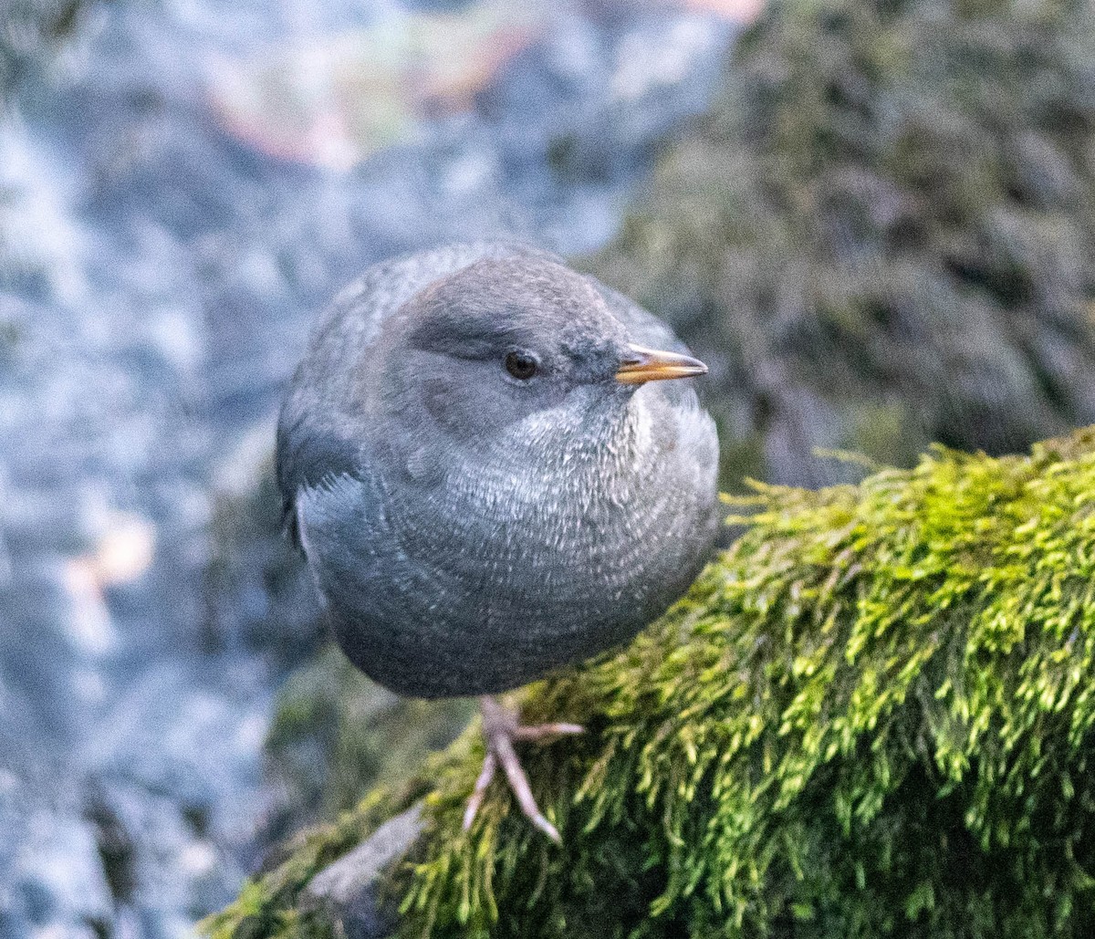 American Dipper (Northern) - Clive Harris