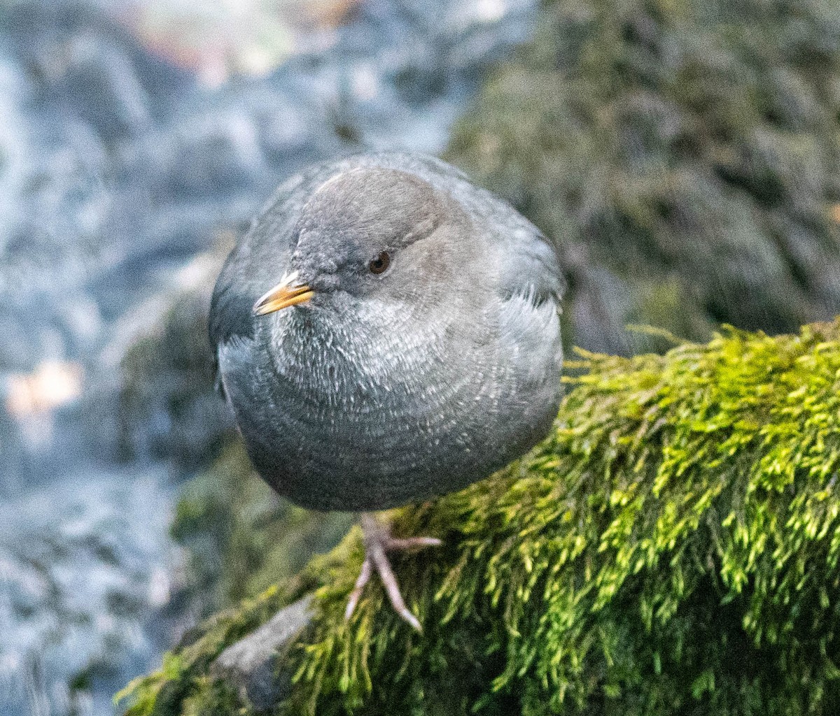 American Dipper (Northern) - Clive Harris