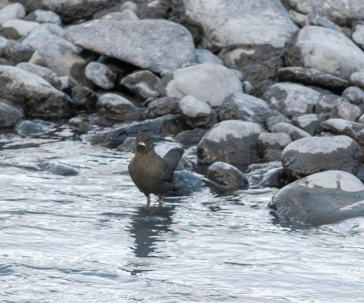 American Dipper (Northern) - ML609702700