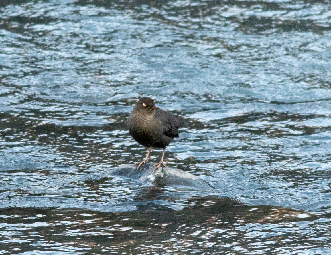 American Dipper (Northern) - ML609702701